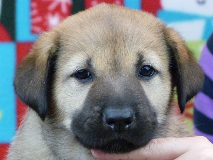 chinook puppy